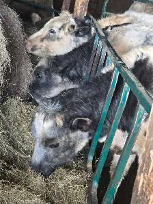 2 Year Old Heifers - Photo 8