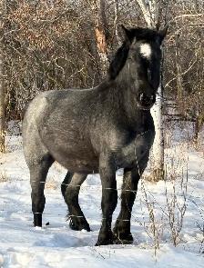 Blue Roan Draft Stud