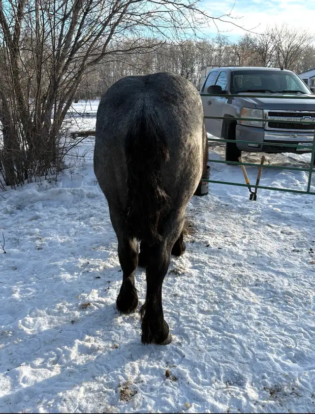 Blue Roan Draft Stud - Photo 2