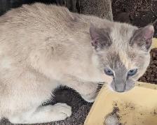 Found lost white kitty