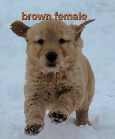 Purebred Golden Retriever Puppies For Sale