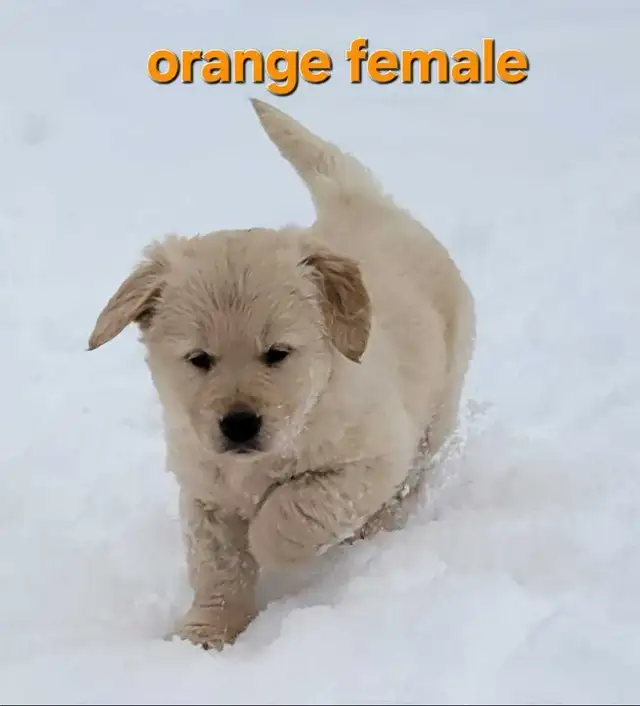 Purebred Golden Retriever Puppies For Sale - Photo 2