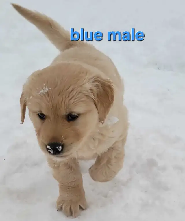 Purebred Golden Retriever Puppies For Sale - Photo 3