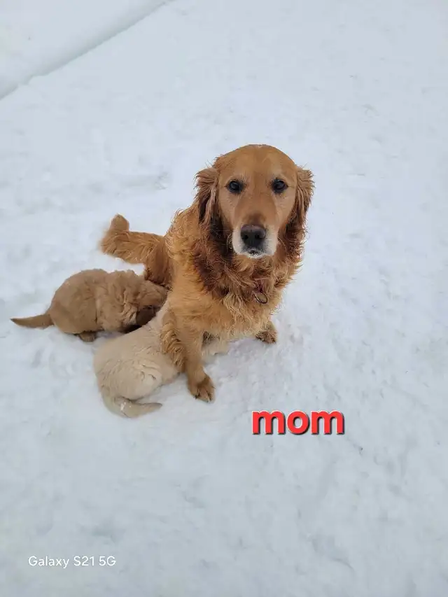 Purebred Golden Retriever Puppies For Sale - Photo 4