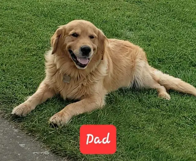 Purebred Golden Retriever Puppies For Sale - Photo 5