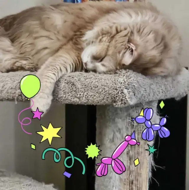 Senior orange male cat.