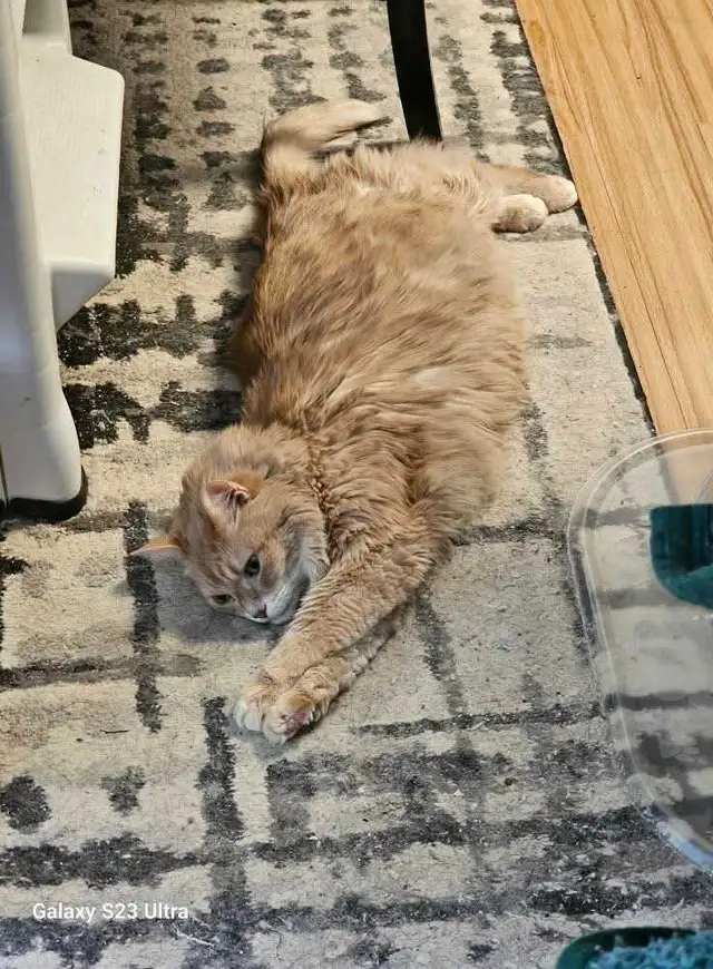 Senior orange male cat. - Photo 2