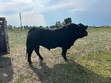 Saler Bulls For Sale by private treaty.