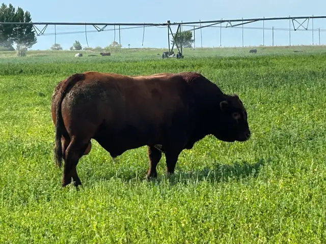 Saler Bulls For Sale by private treaty. - Photo 2