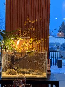 Service d'entretien d'aquarium