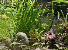 Service d'entretien d'aquarium - Photo 4