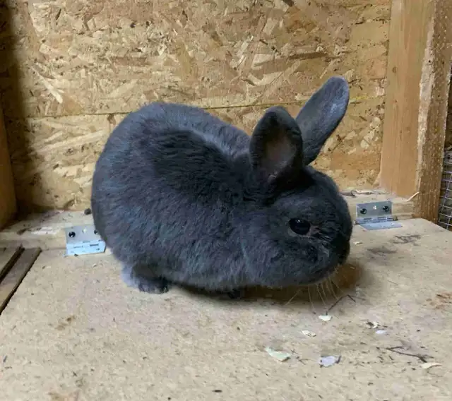 Male Netherland Dwarf Mix