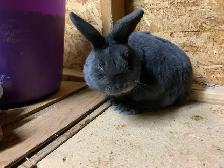 Male Netherland Dwarf Mix - Photo 2