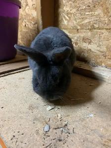 Male Netherland Dwarf Mix - Photo 3