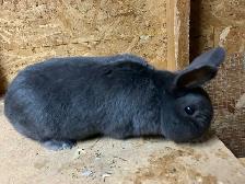 Male Netherland Dwarf Mix - Photo 4