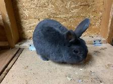 Male Netherland Dwarf Mix - Photo 5