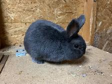 Male Netherland Dwarf Mix - Photo 6
