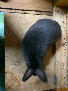 Male Netherland Dwarf Mix - Photo 7