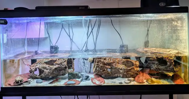 55 gallon aquarium