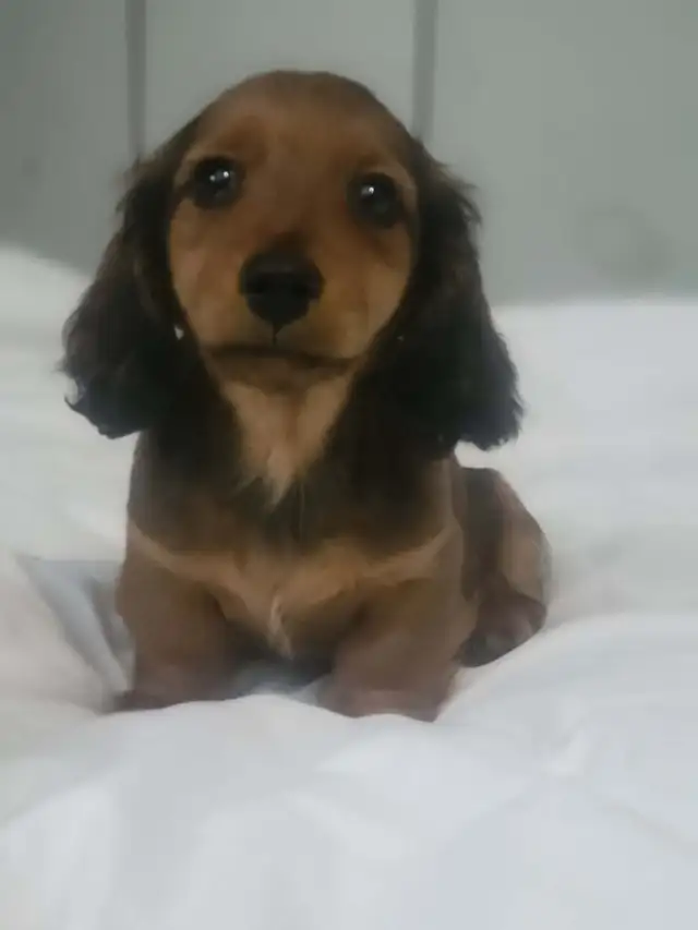 Miniature Longhair Dachsund