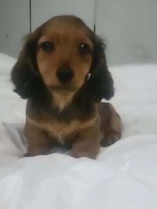 Miniature Longhair Dachsund - Photo 2