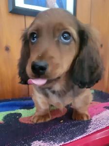 Miniature Longhair Dachsund - Photo 3
