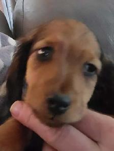 Miniature Longhair Dachsund - Photo 4