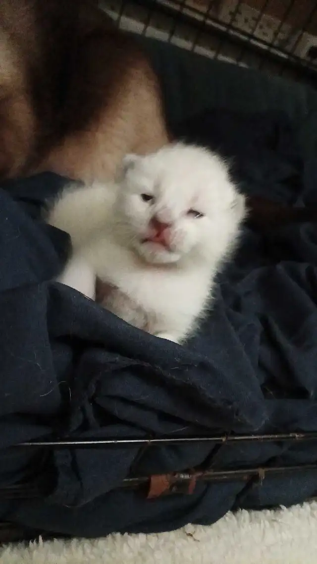 MALE SIAMESE KITTEN - Photo 2