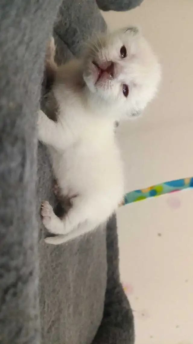 MALE SIAMESE KITTEN - Photo 6