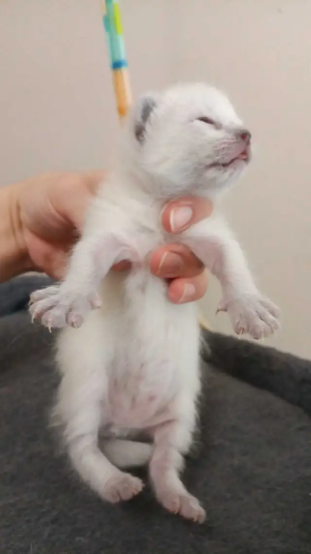 MALE SIAMESE KITTEN - Photo 7