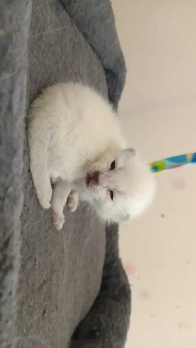 MALE SIAMESE KITTEN - Photo 8