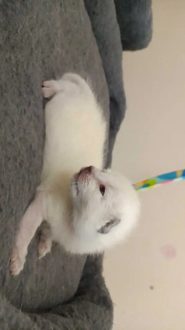 MALE SIAMESE KITTEN - Photo 9