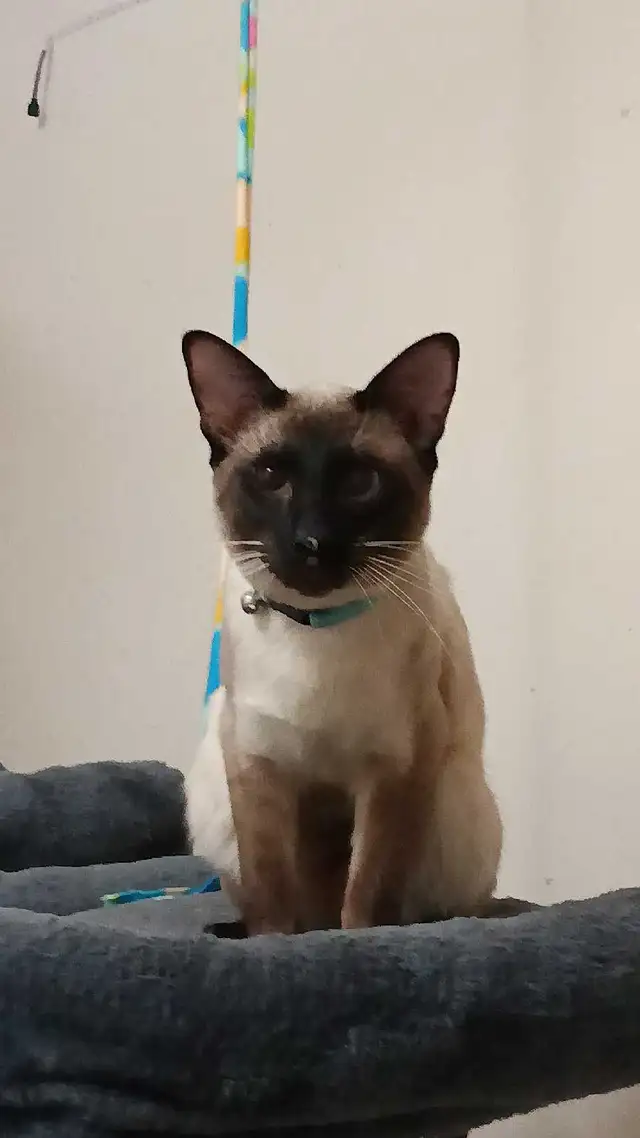 MALE SIAMESE KITTEN - Photo 10