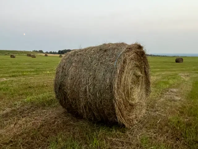 grass hay! - Photo 2