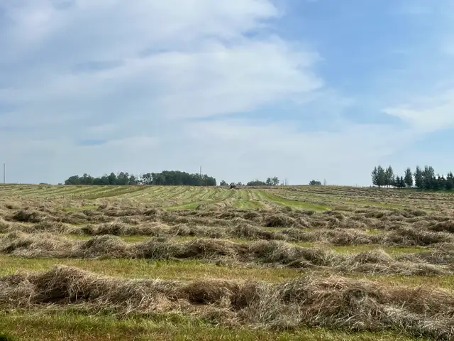 grass hay! - Photo 4