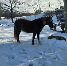 online horse auction