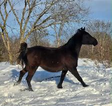 online horse auction - Photo 2