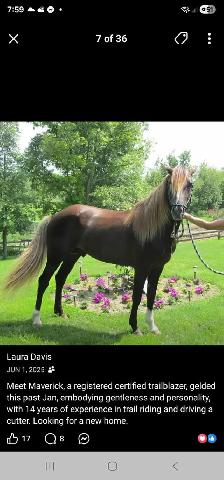 online horse auction - Photo 3