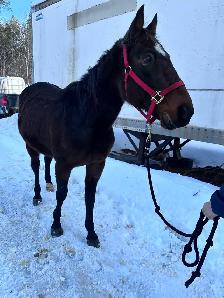 online horse auction - Photo 4