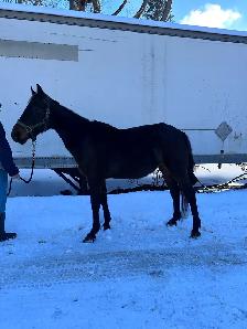 online horse auction - Photo 5