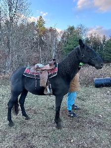 online horse auction - Photo 6