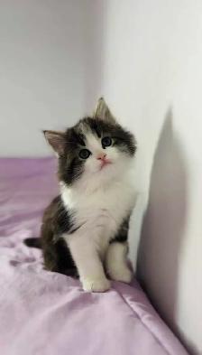 Beautiful Siberian fluffy kitten