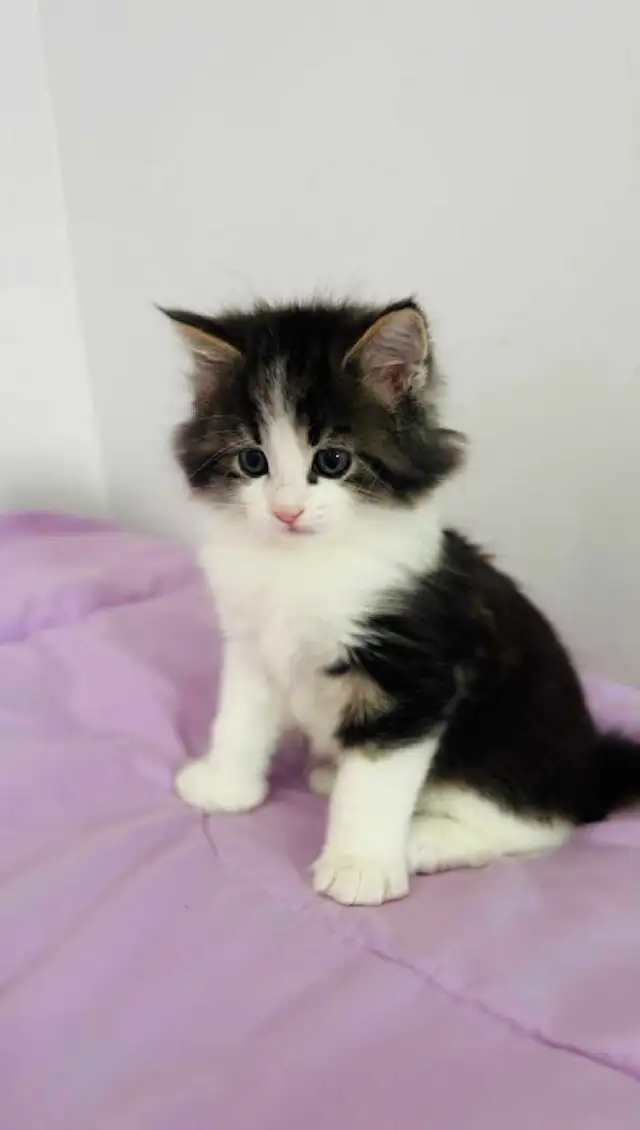 Beautiful Siberian fluffy kitten - Photo 2