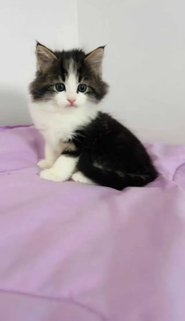 Beautiful Siberian fluffy kitten - Photo 3