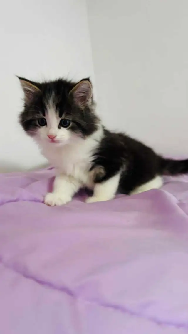 Beautiful Siberian fluffy kitten - Photo 6