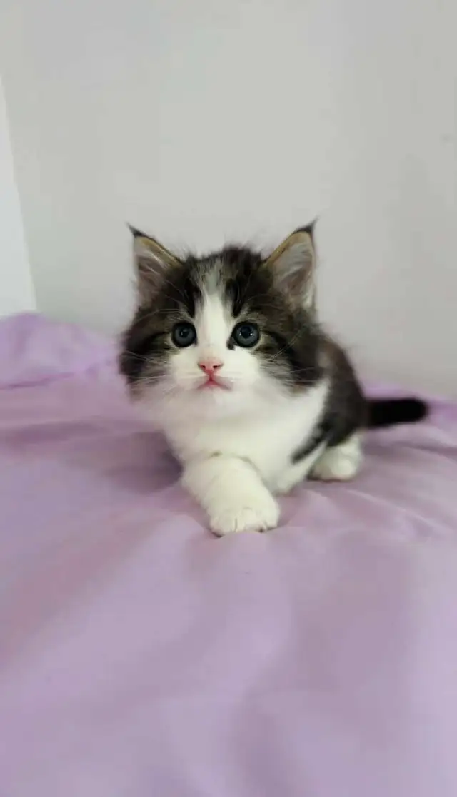 Beautiful Siberian fluffy kitten - Photo 7