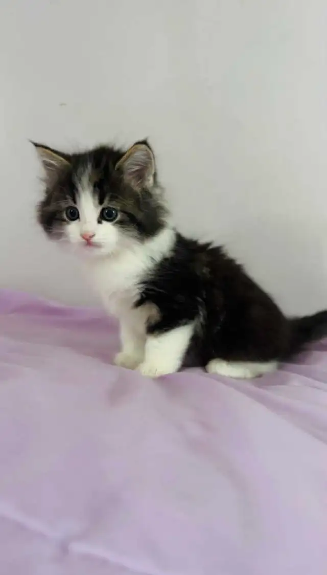 Beautiful Siberian fluffy kitten - Photo 8