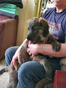 3 month old Golden Retriever X Golden Kangal