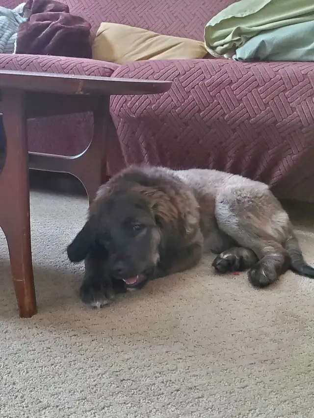 3 month old Golden Retriever X Golden Kangal - Photo 2