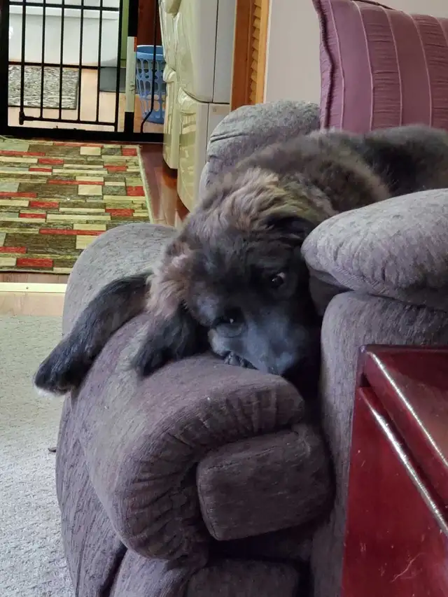 3 month old Golden Retriever X Golden Kangal - Photo 3